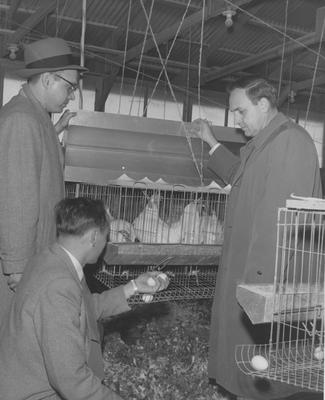 Three men in a chicken coop, one is inspecting eggs