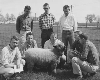 1958 - 1959 Livestock Judging Team with a sheep