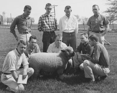 1958 - 1959 Livestock Judging Team with a sheep