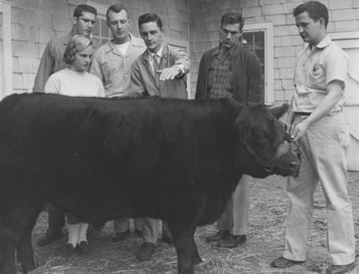 Five men and a woman (Carolyn East) inspecting a bull for Animal Husbandry
