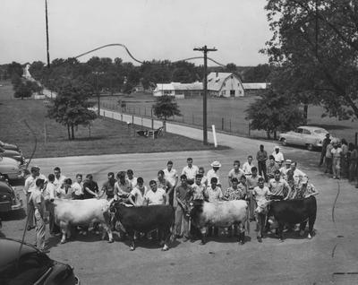 Men showing cattle in a parking lot at a farm