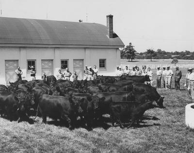 A group of farmers viewing Angus cattle at the Coldstream Farm
