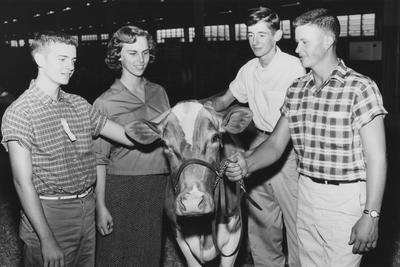 Three men and a woman surrounding a cow