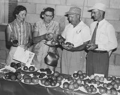 A group of farmers and homemakers viewing tomatoes at Horticulture Field Day, some of which were treated with a hormone which increases the size of tomatoes, reduces seeds, produces a fleshier fruit and tends to sweeten the flavor