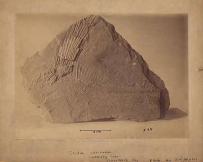 A fossil; Photographer: A. M. Miller