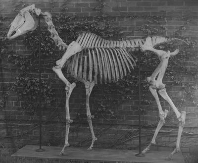 A photo of a skeleton of a horse; This photo was given to Professor Gillis as a first offering for his material on the history of the University of Kentucky Zoological Museum; This photo was from Professor W. R. Allen, Department of Zoology at the University of Kentucky