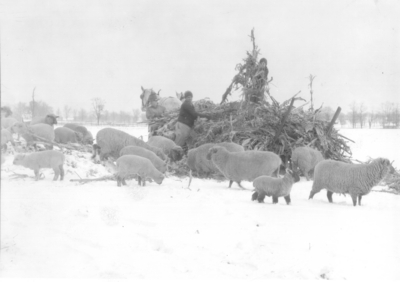 Winter feeding of sheep