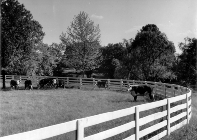Cattle inside a fence