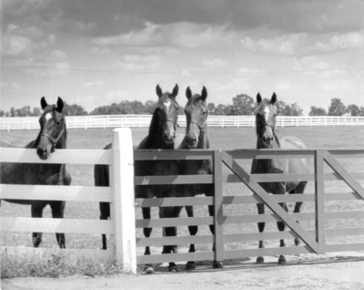 Four horses at a gate
