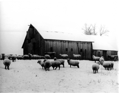 Sheep at a barn