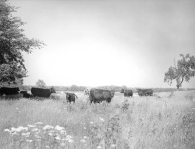 Black Angus beef cattle in pasture