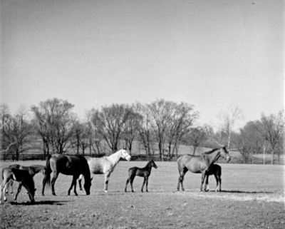 Horses in pasture