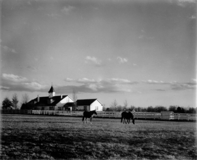 Horses with stables in background