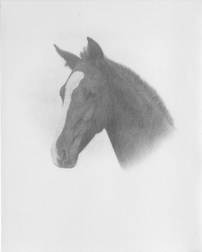 Horse's head (portrait)