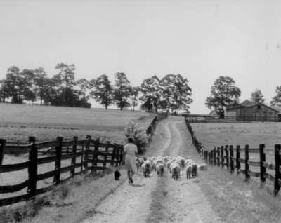 Woman following sheep in a lane