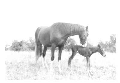 A mare and a colt