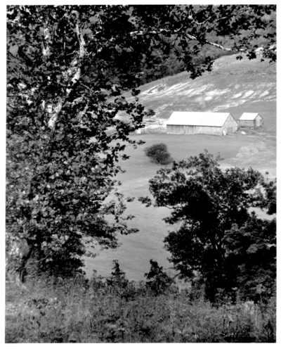 Farm buildings and sycamores