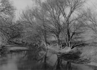 Trees along a creek bank