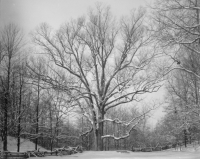 A huge tree with snow on its branches