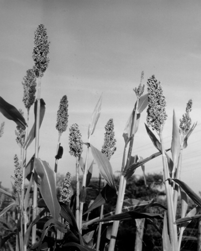 Corn growing