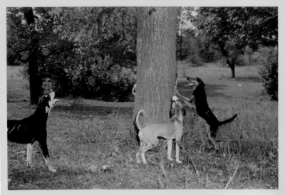 Dogs treeing an animal