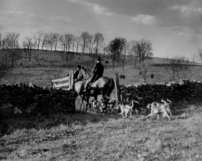 Two riders going through a gate followed by several hunting dogs