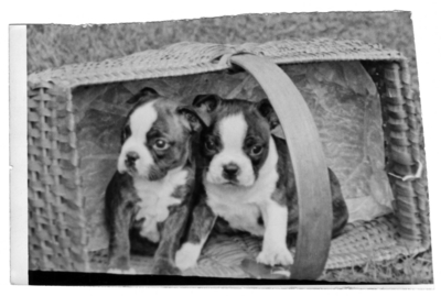 Two puppies sitting in an overturned basket.  (Loose)