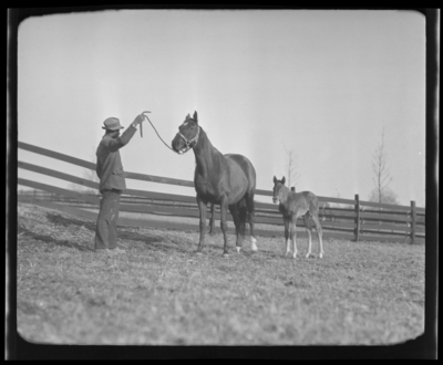 Berryman, C.H.; mare and foal