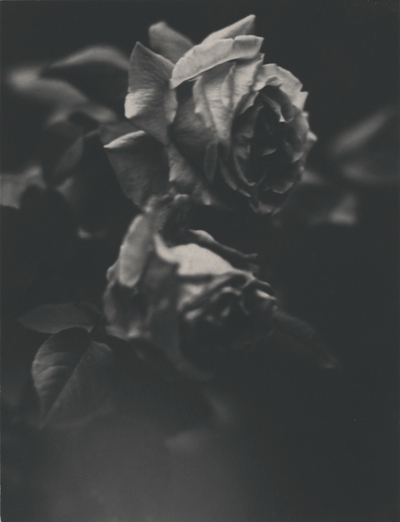 Roses; John Jacob Niles
