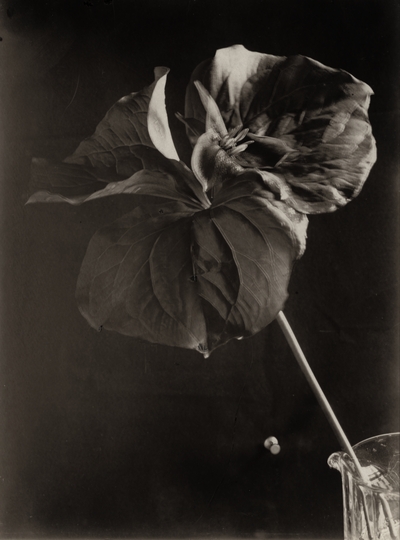 Wilting flower; John Jacob Niles