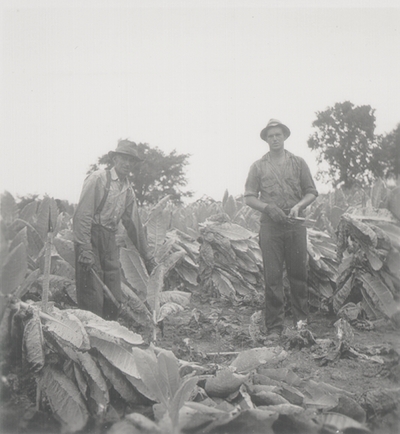 Cutting the tobacco crop; Boot Hill Farm
