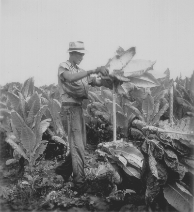 Cutting tobacco crop, Boot Hill Farm