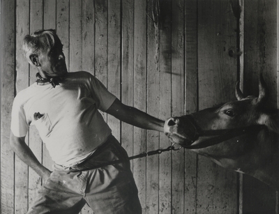 John Jacob Niles struggling with a recalcitrant Jersey cow; Boot Hill Farm; Van Coke