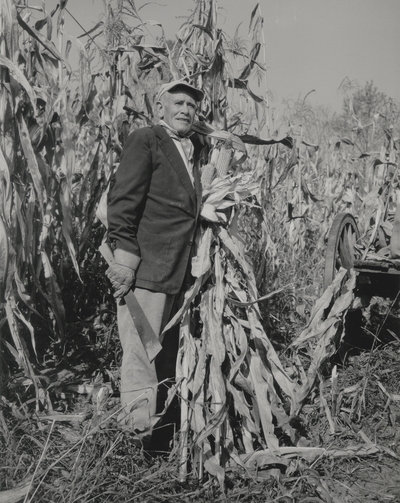 John Jacob Niles standing in a cornfield at Boot Hill Farm; Jack Cobb