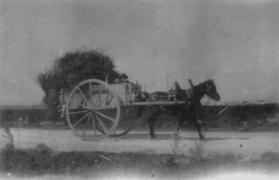 Horse pulling cart full of hay