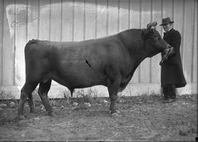 man standing with a bull