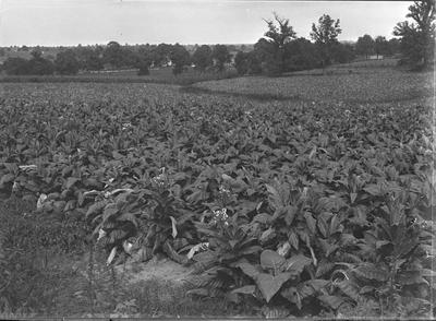 field of crops, possibly tobacco