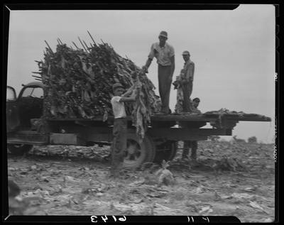 J.L. Thomas Farm (Leestown Pike); exterior; men loading tobacco                             on truck