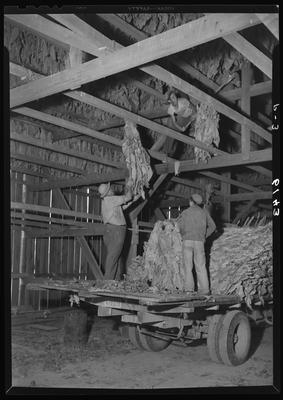 J.L. Thomas Farm (Leestown Pike); tobacco barn; interior; men                             stacking tobacco leaves