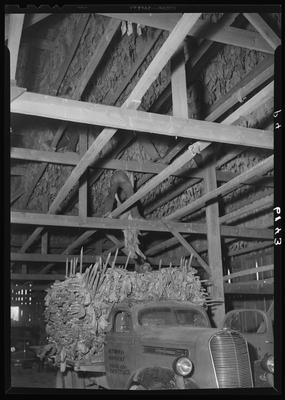 J.L. Thomas Farm (Leestown Pike); tobacco barn; interior; men                             stacking tobacco leaves