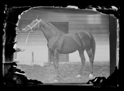 Horse in barn (DAMAGED)