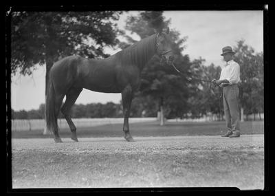 Horse w/ trainer