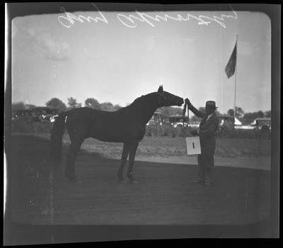 Horse at track (Guy Axworthy)