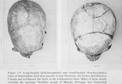 Dolichocephalic and Brachycephalic Skulls - Note on slide: B. Fell / Bronze Age America