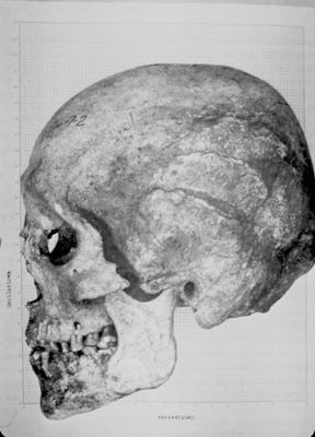 Europoid Skull - Note on slide: B. Fell / Bronze Age America