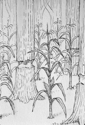 Corn Growing among Girdled Trees - Note on slide: Drawing by Clay Lancaster