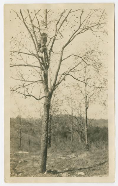 Miss Callihan?, our 'special' student, mother and mainstay, [standing in a tree with no leaves on the branches], down on Kentucky River, 1919-1923