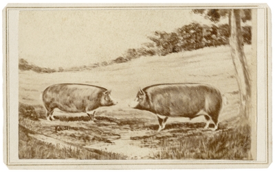 Two pigs in a field, reproduction of painting