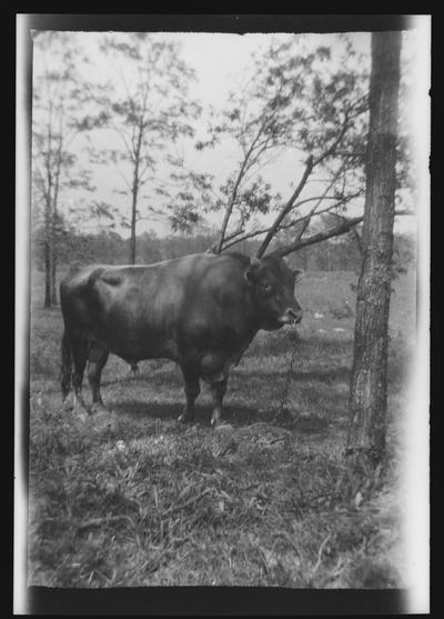Negative of bull in field