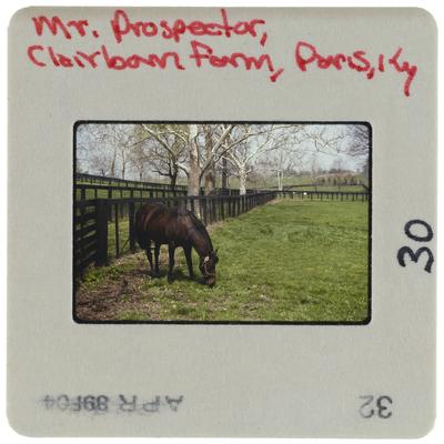 Mr. Prospector, Clairborn Farm, Paris, Kentucky